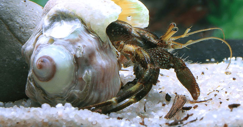 Clibanarius africanus