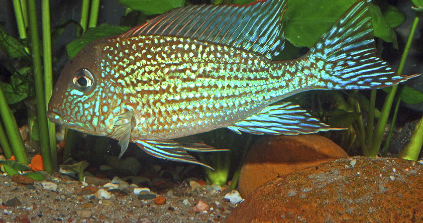 Geophagus mirabilis