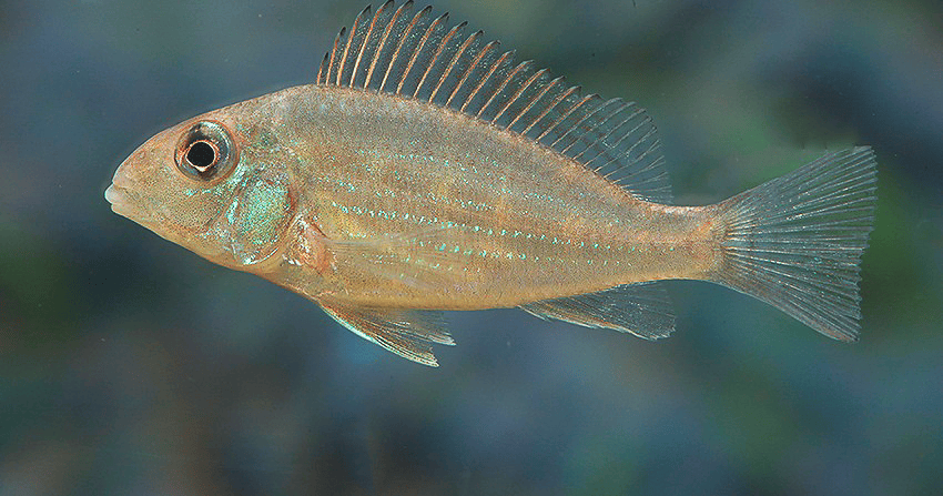 Geophagus mirabilis