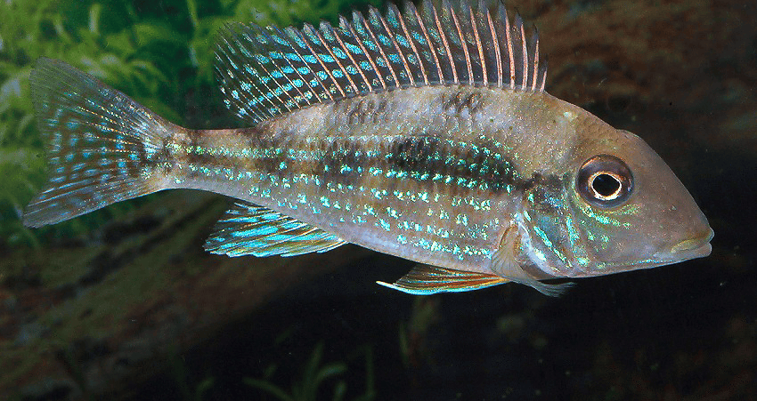 Geophagus mirabilis