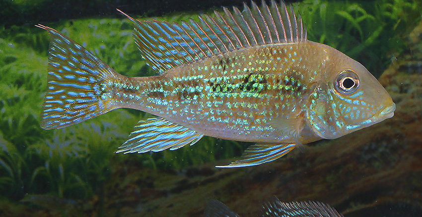 Geophagus mirabilis