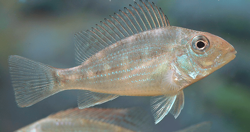 Geophagus mirabilis