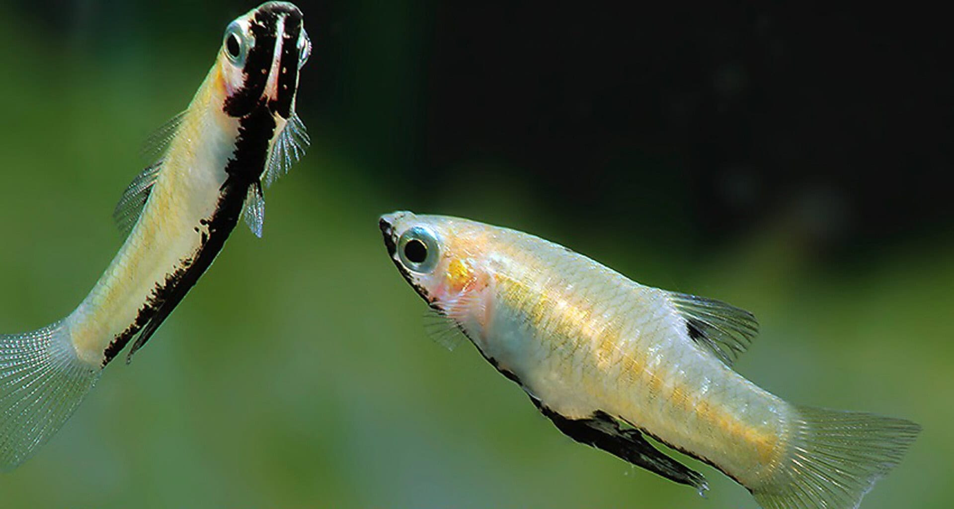 Girardinus metallicus „Schwarzbauch“