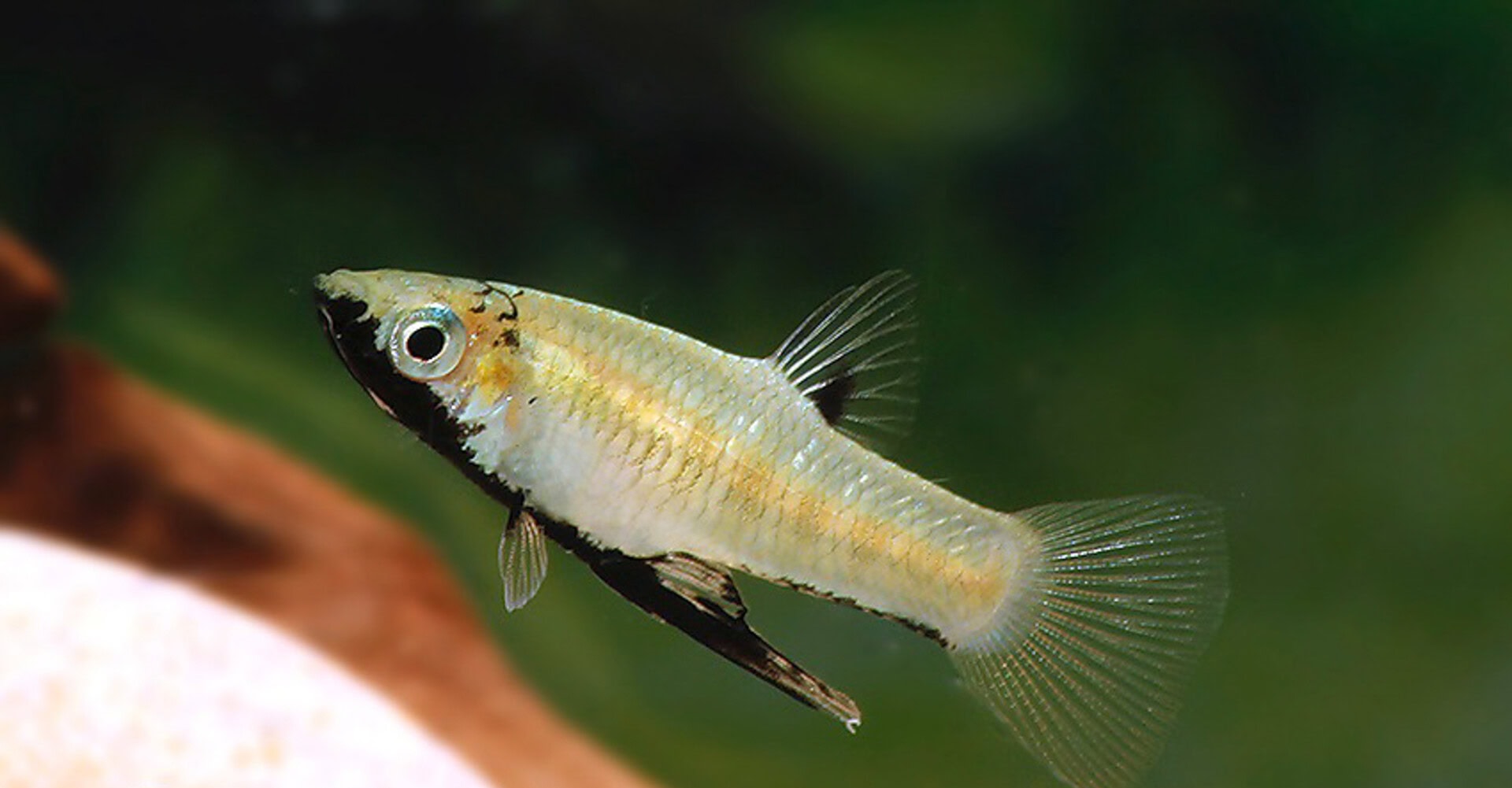 Girardinus metallicus „Schwarzbauch“