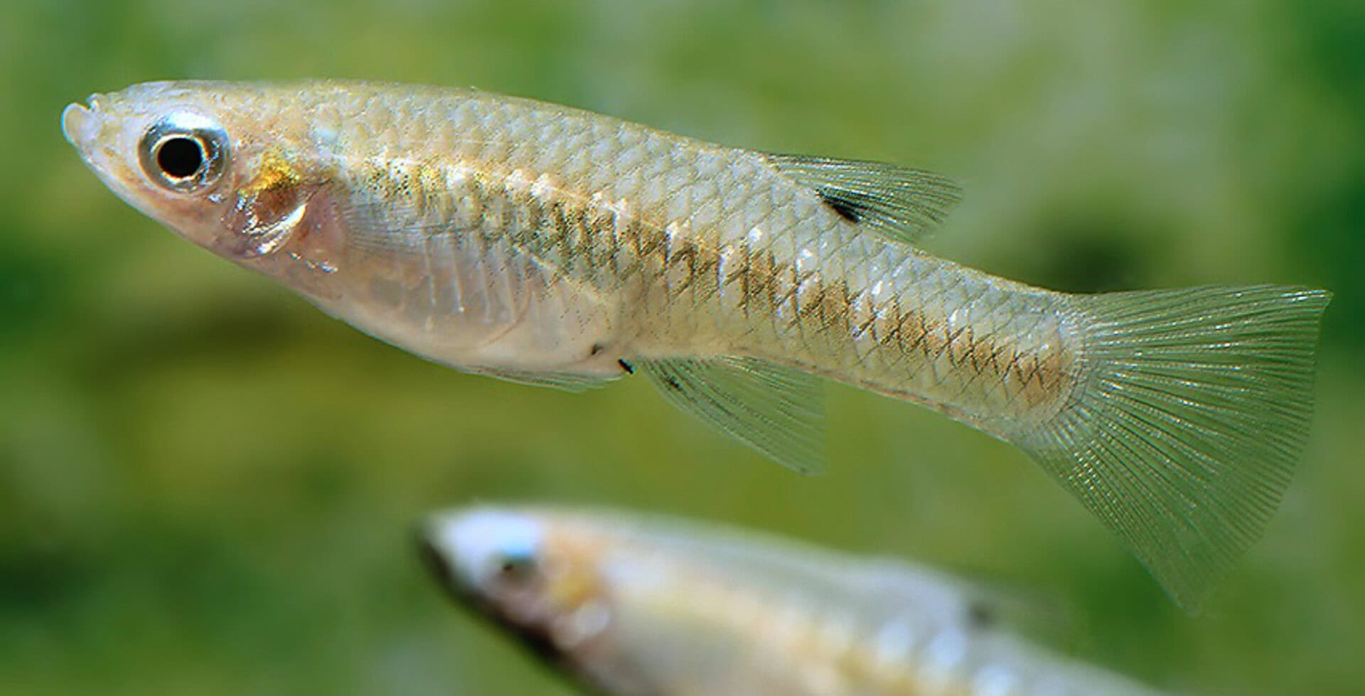 Girardinus metallicus „Schwarzbauch“