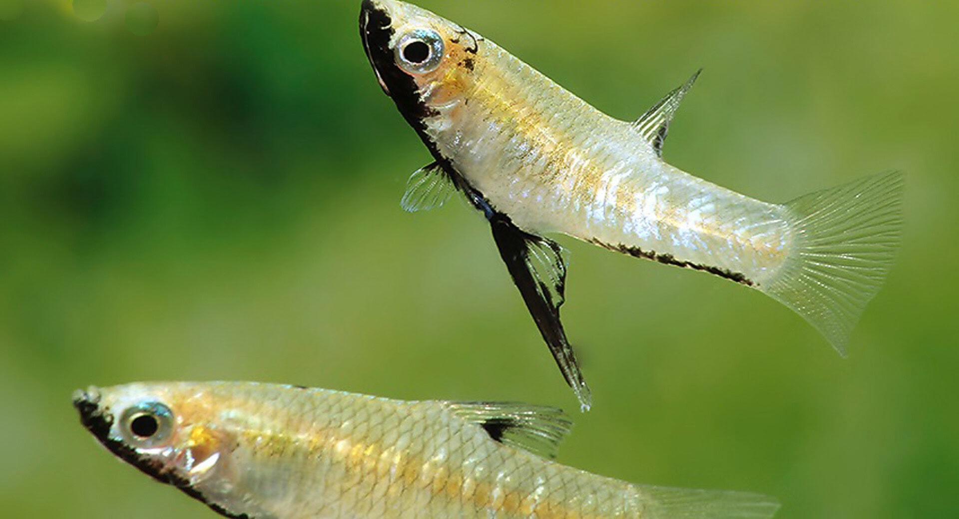 Girardinus metallicus „Schwarzbauch“