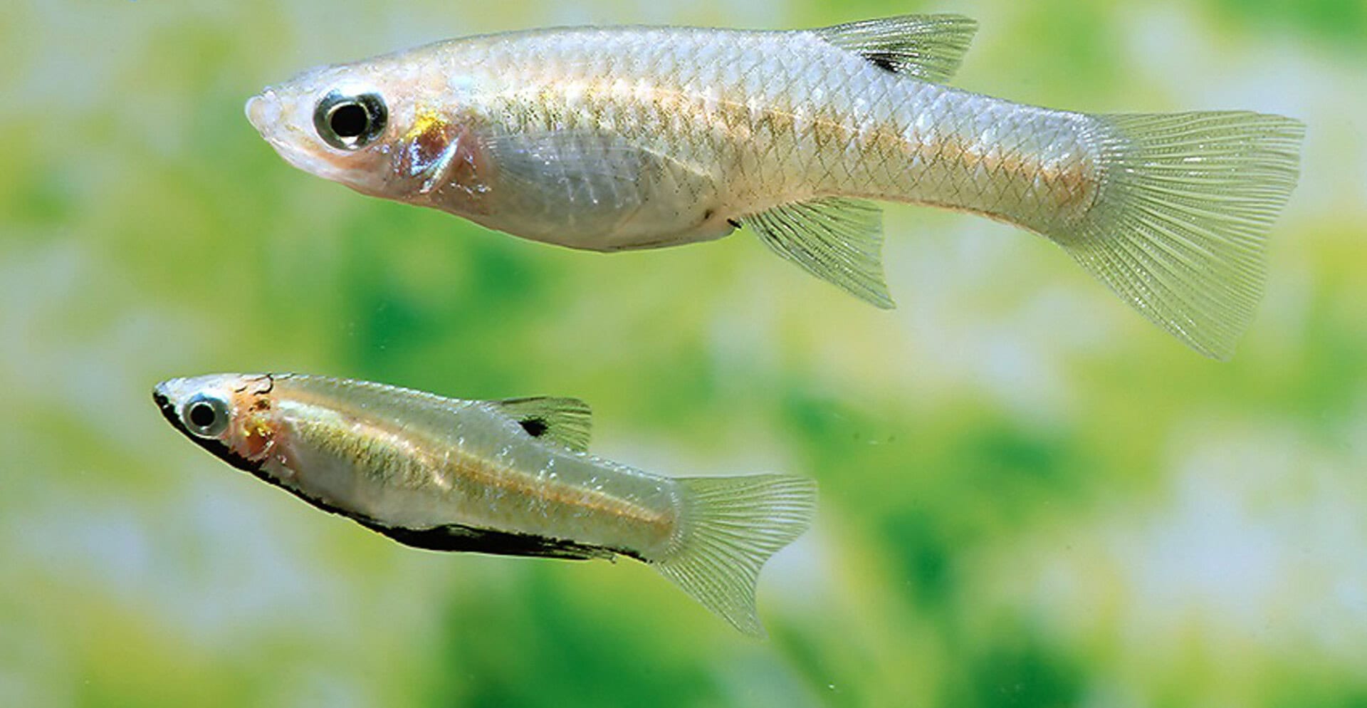 Girardinus metallicus „Schwarzbauch“