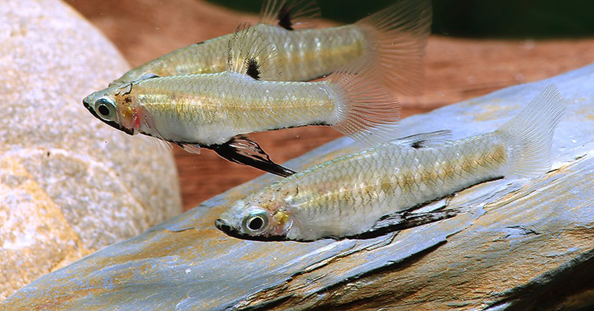 Girardinus metallicus „Schwarzbauch“