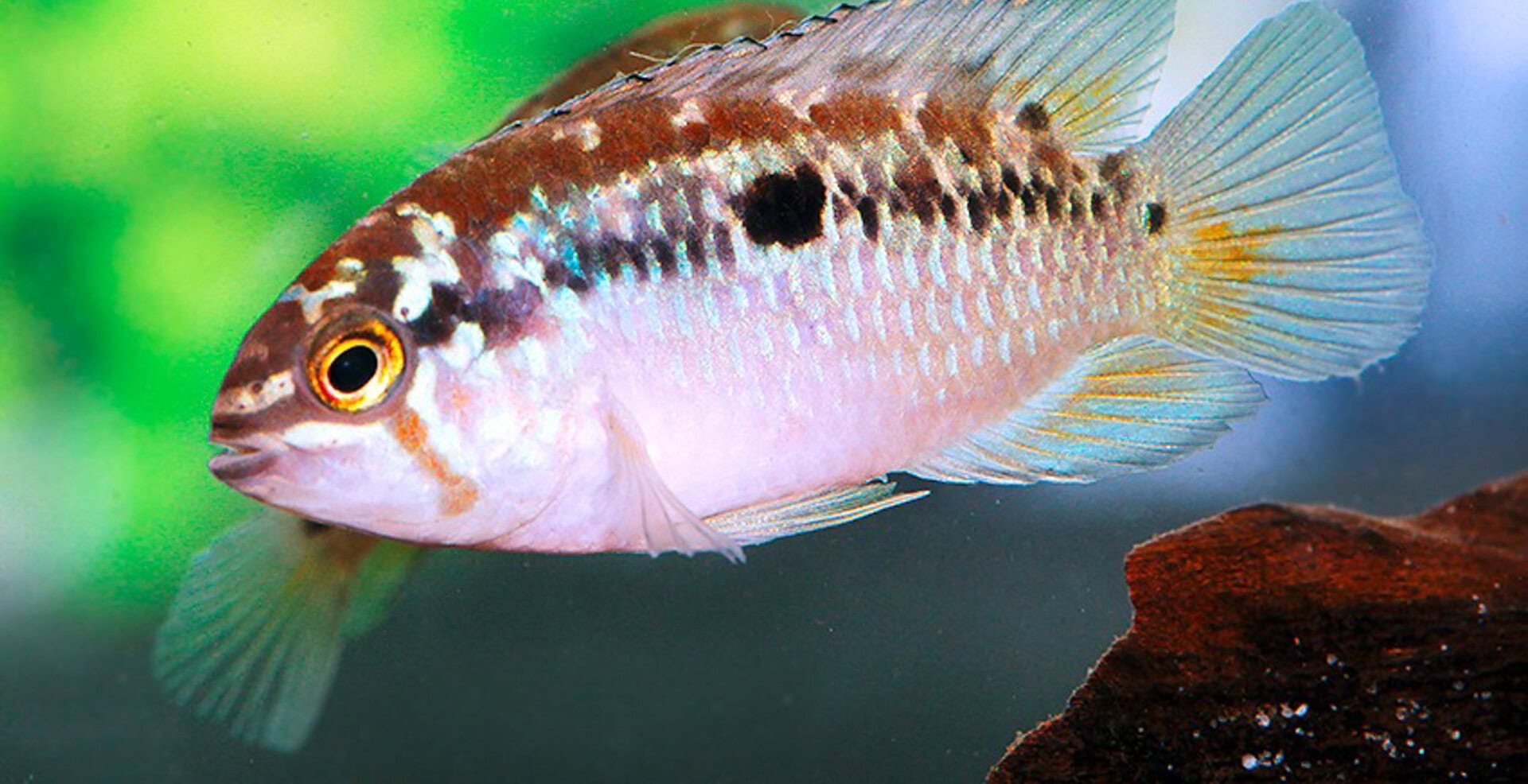 Ivanacara bimaculata