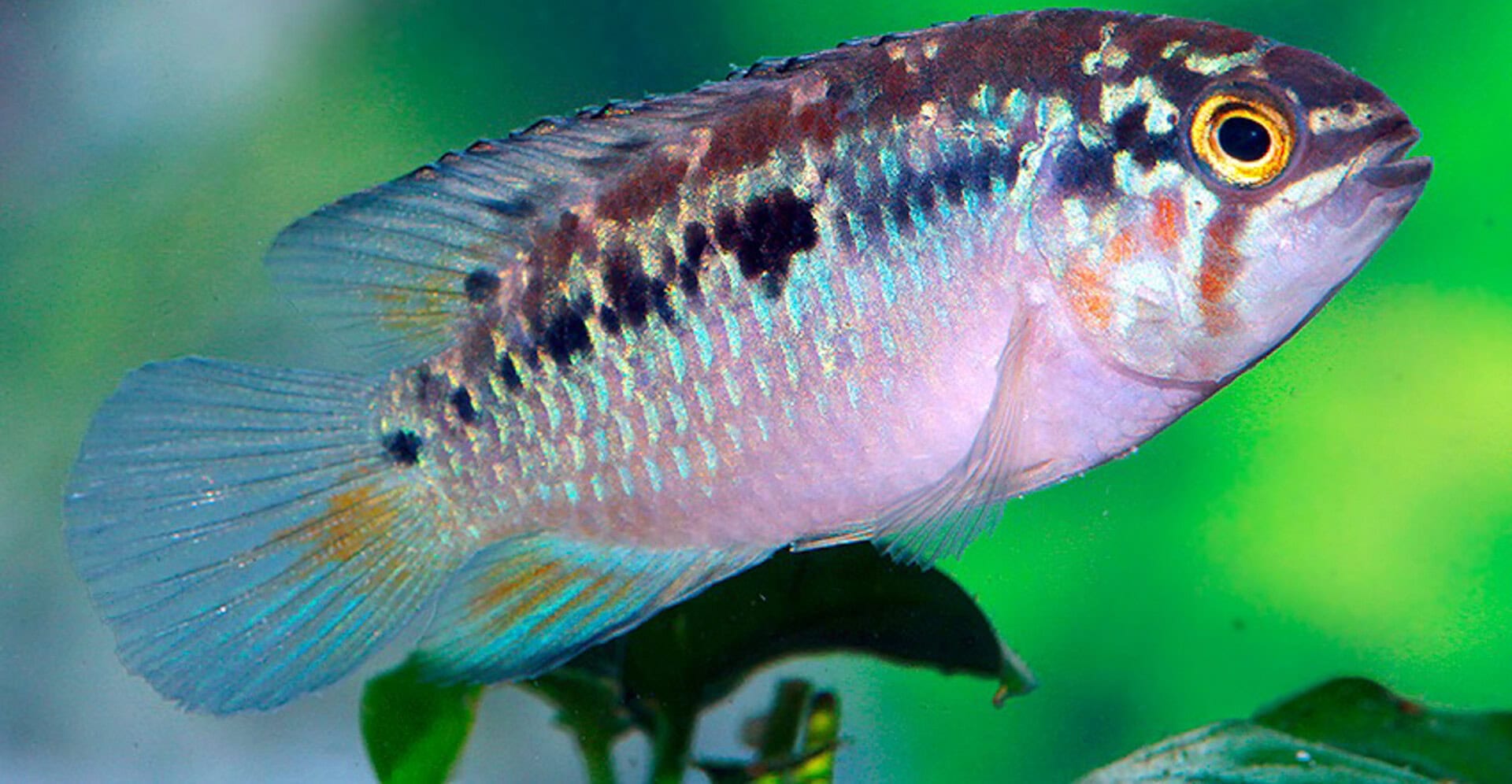 Ivanacara bimaculata