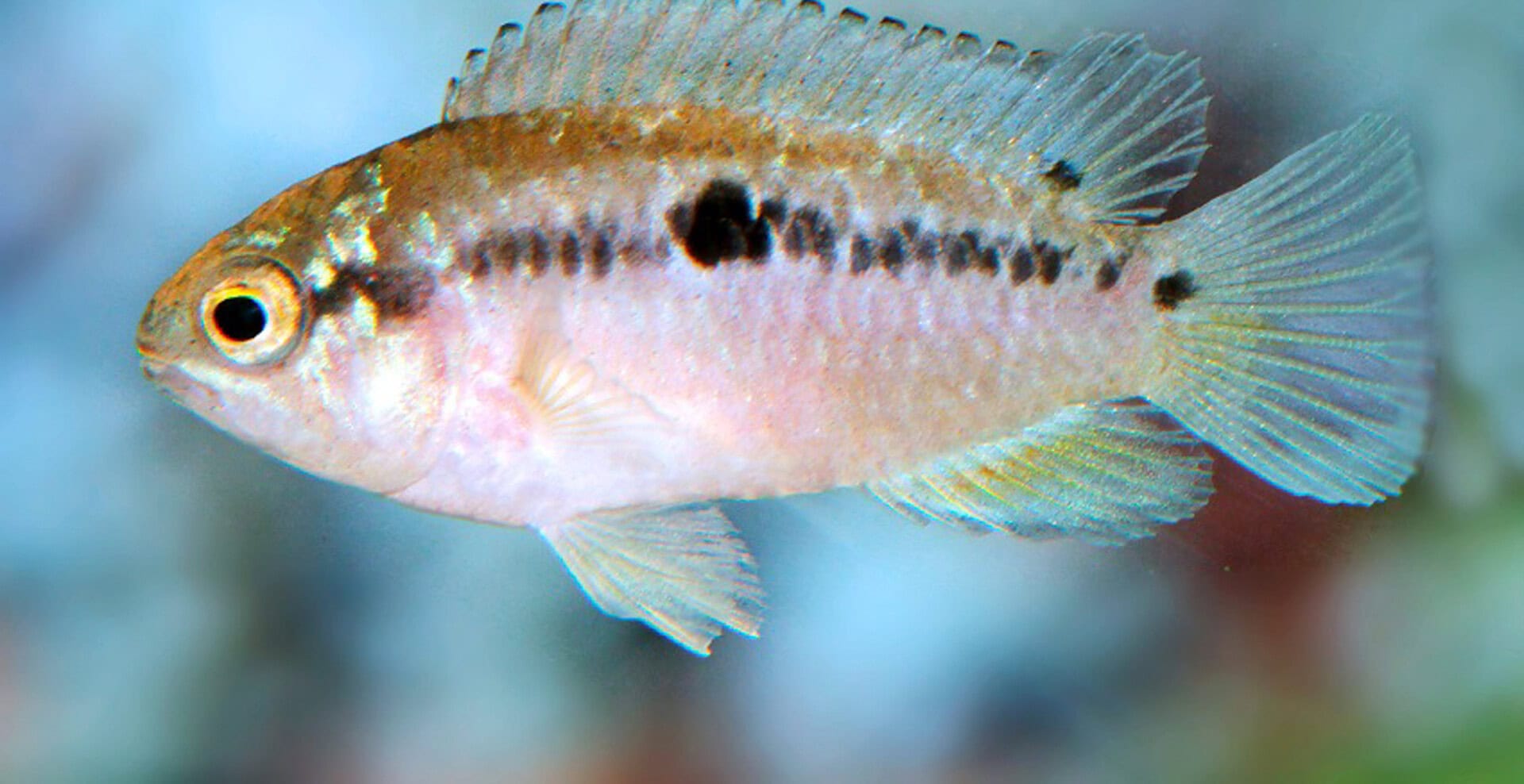 Ivanacara bimaculata