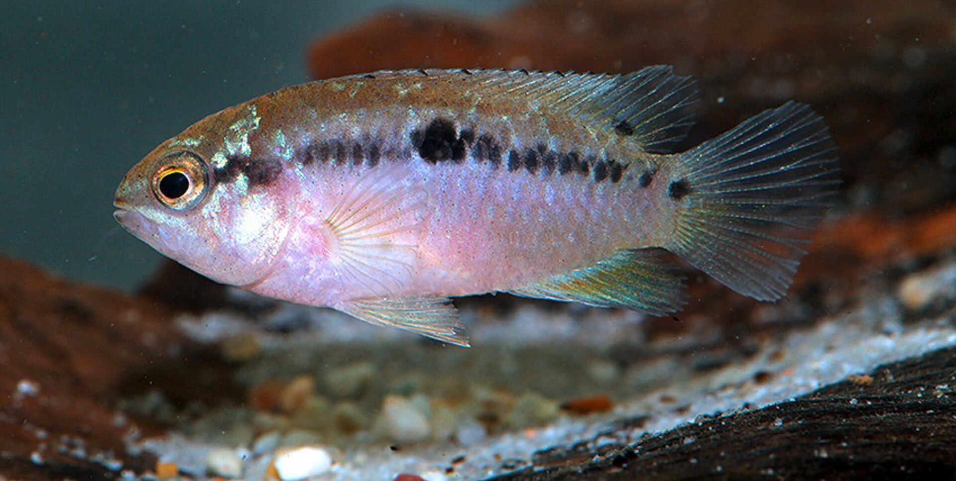 Ivanacara bimaculata