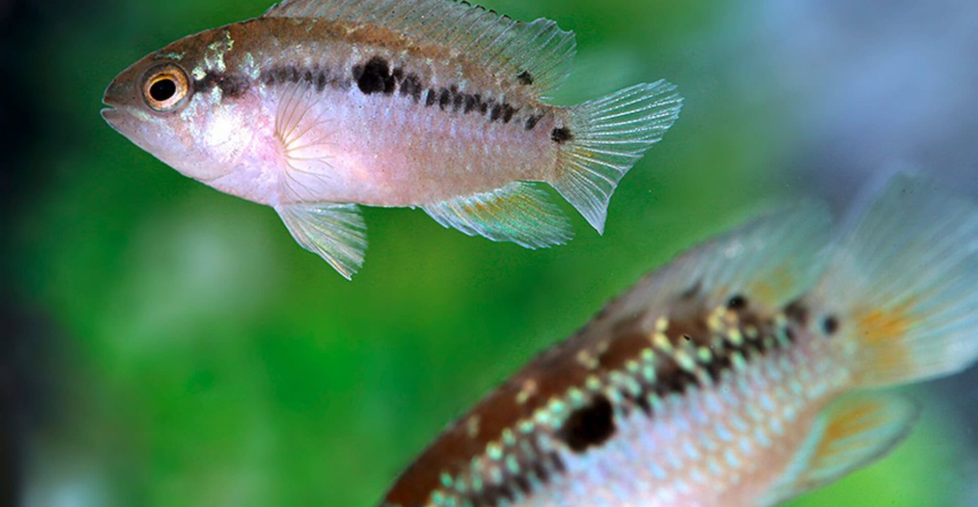 Ivanacara bimaculata