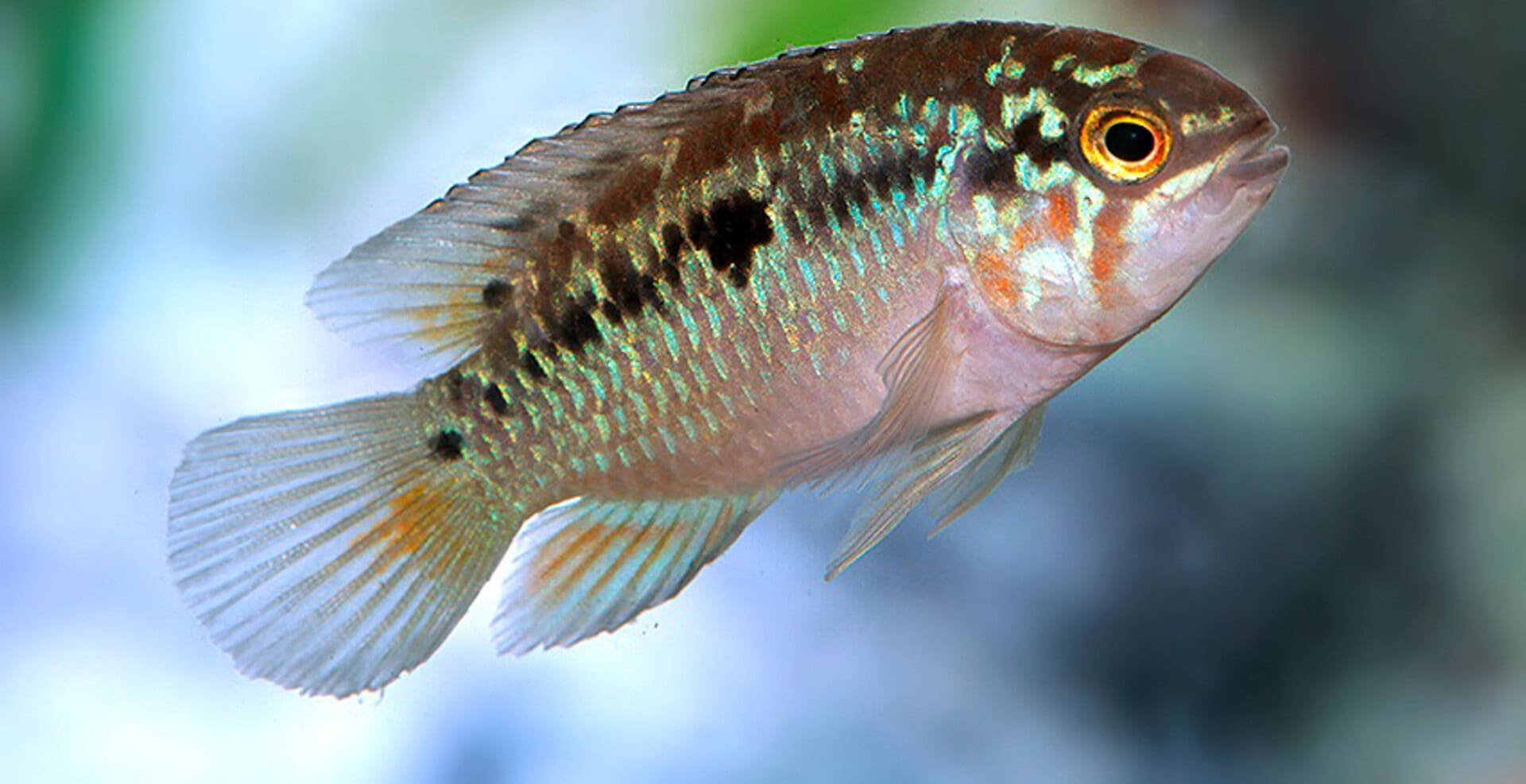 Ivanacara bimaculata