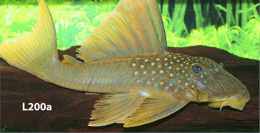 L200 Hemiancistrus subviridis und Baryancistrus demantoides