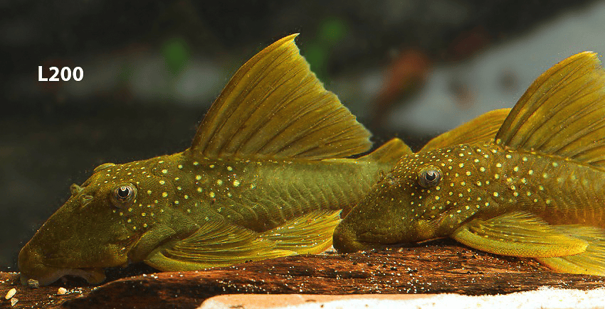 L200 Hemiancistrus subviridis und Baryancistrus demantoides