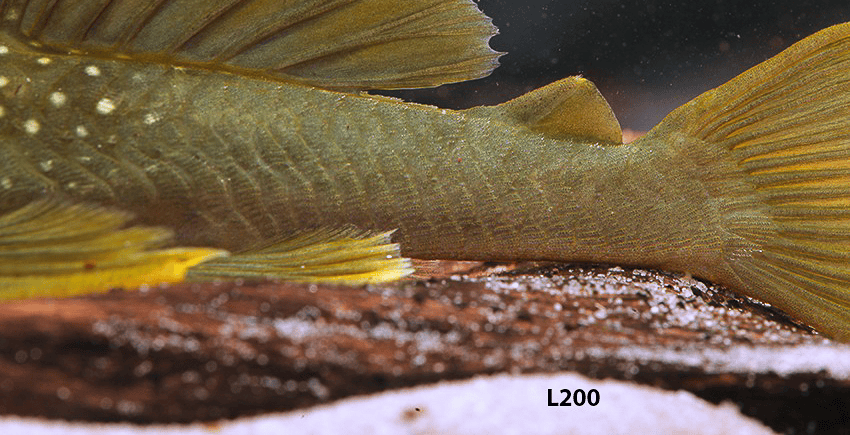 L200 Hemiancistrus subviridis und Baryancistrus demantoides