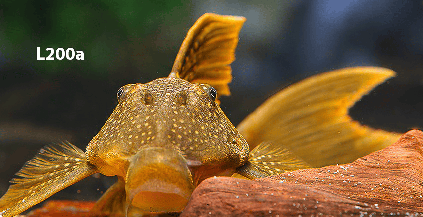 L200 Hemiancistrus subviridis und Baryancistrus demantoides