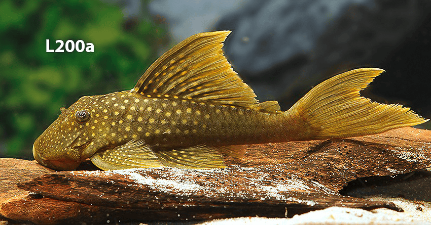 L200 Hemiancistrus subviridis und Baryancistrus demantoides