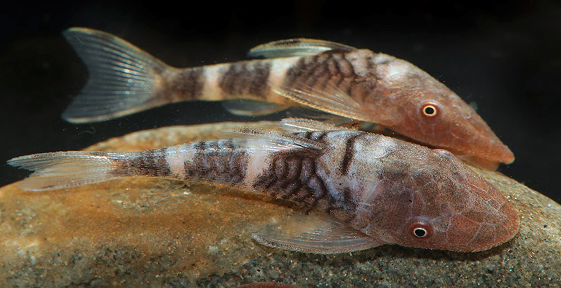 Nannoptopoma sp. Zebra Rio Tigre (LDA110)