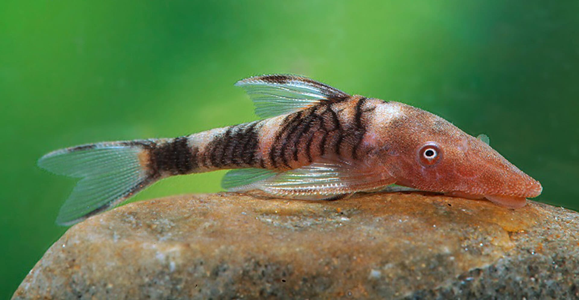 Nannoptopoma sp. Zebra Rio Tigre (LDA110)