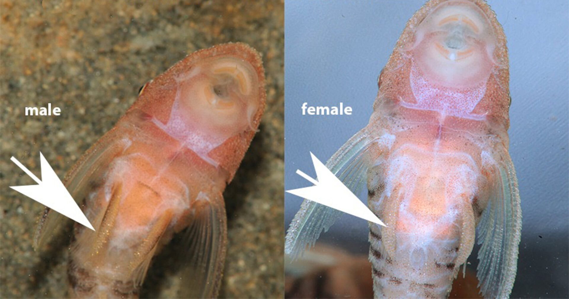 Nannoptopoma sp. Zebra Rio Tigre (LDA110)