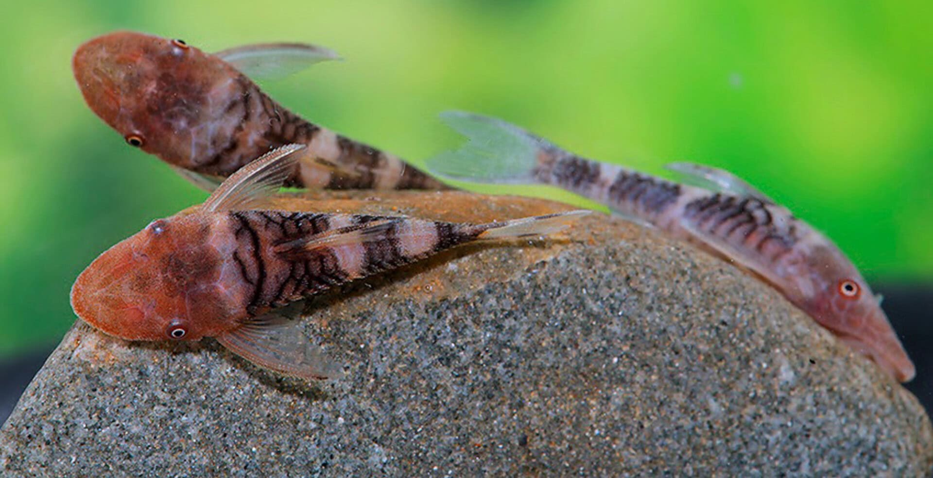 Nannoptopoma sp. Zebra Rio Tigre (LDA110)