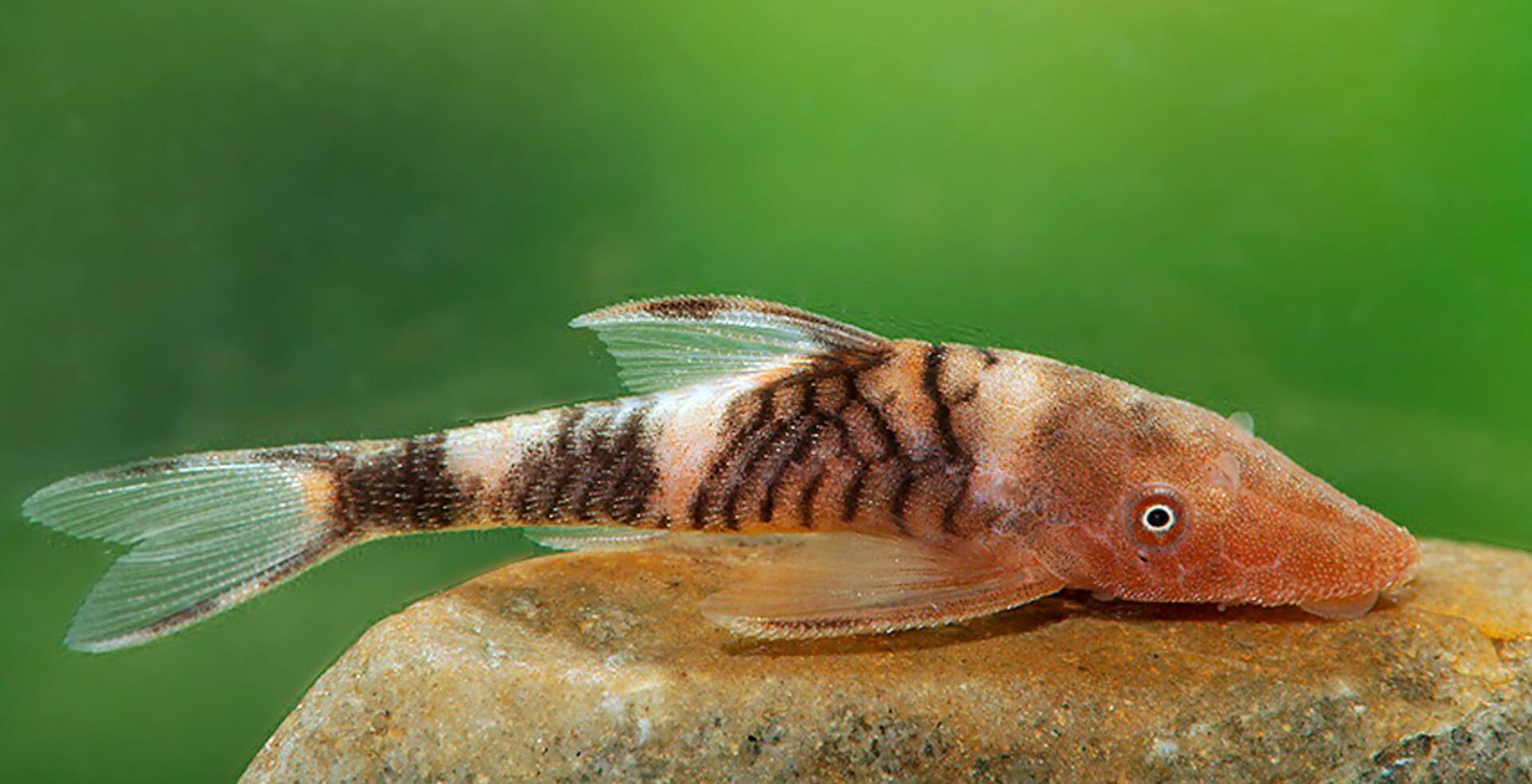 Nannoptopoma sp. Zebra Rio Tigre (LDA110)