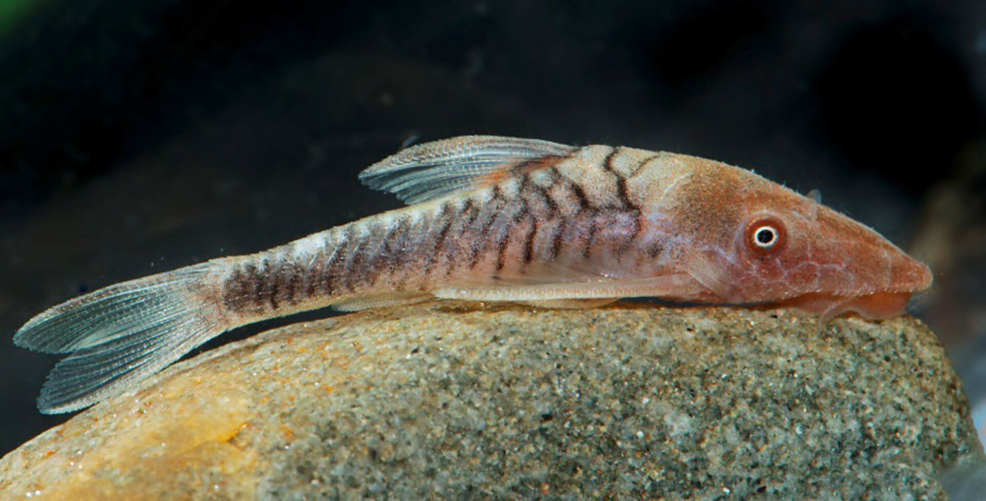 Nannoptopoma sp. Zebra Rio Tigre (LDA110)