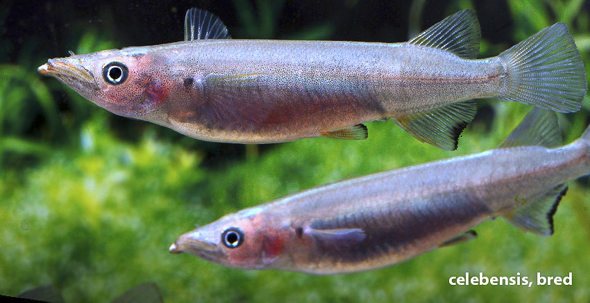 Nomorhamphus celebensis