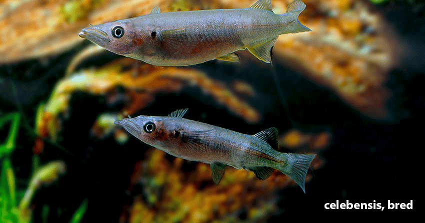 Nomorhamphus celebensis