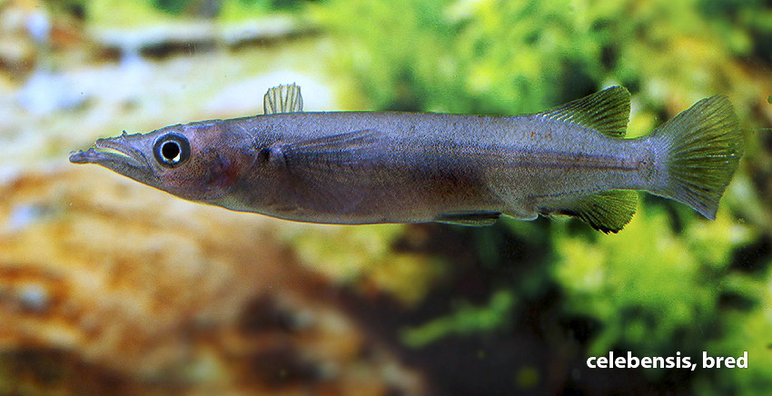 Nomorhamphus celebensis