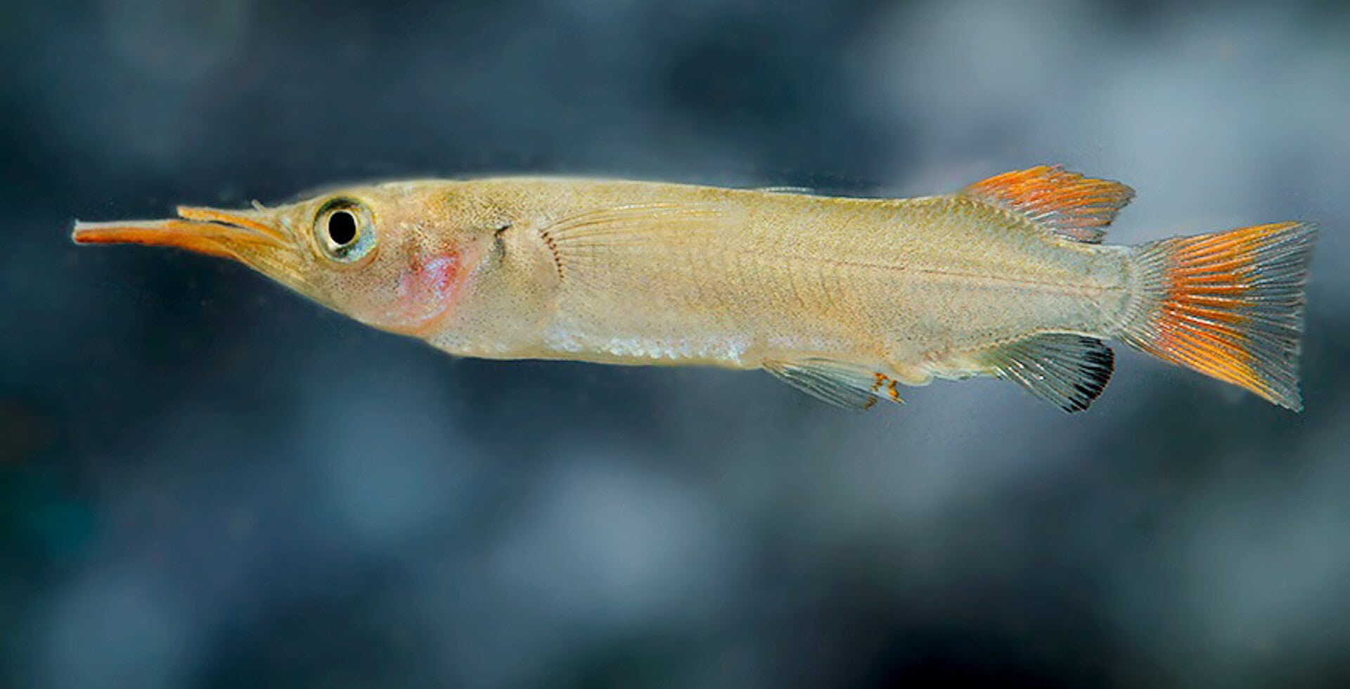 Nomorhamphus cf. kolonodalensis