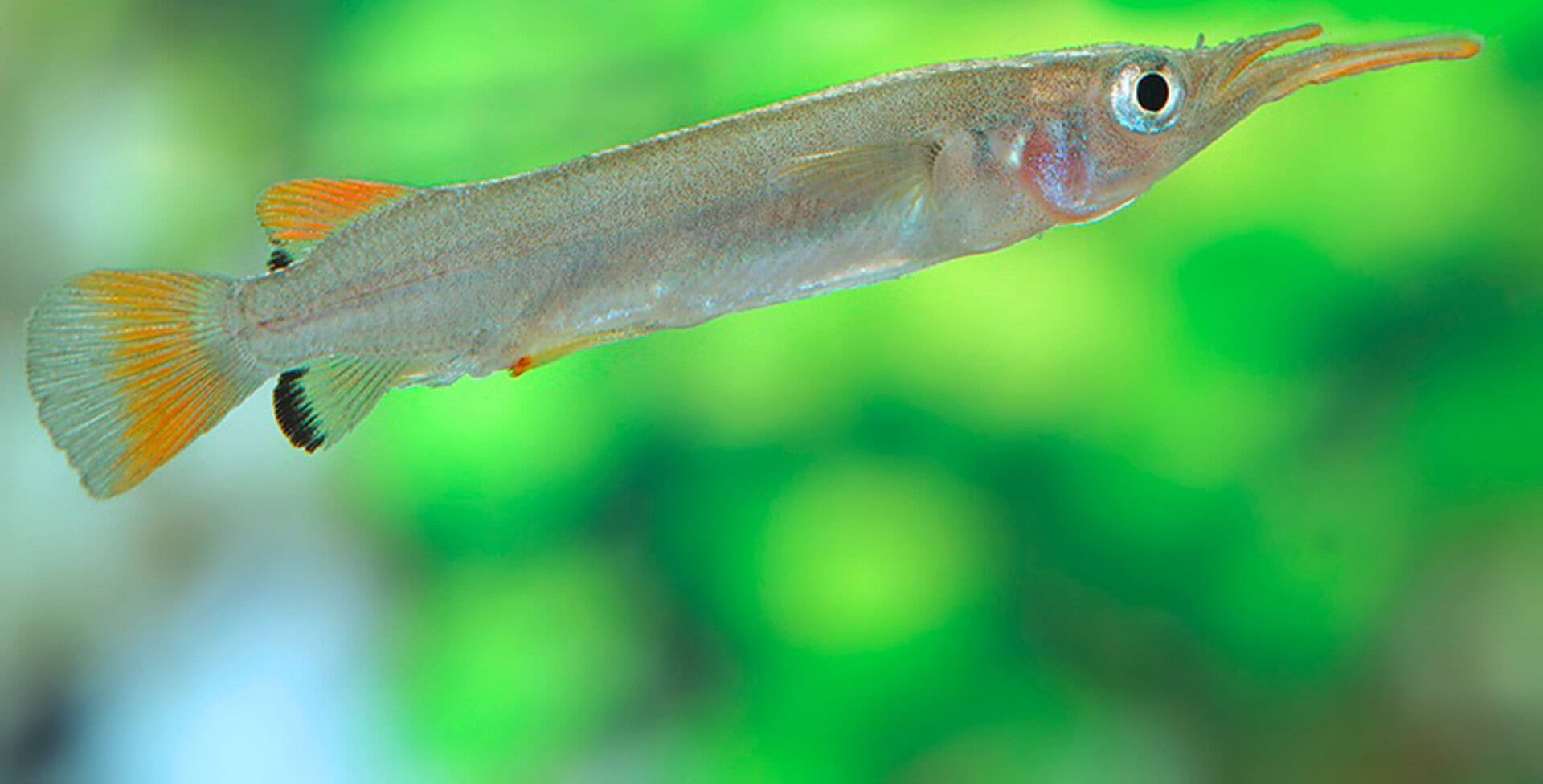 Nomorhamphus cf. kolonodalensis