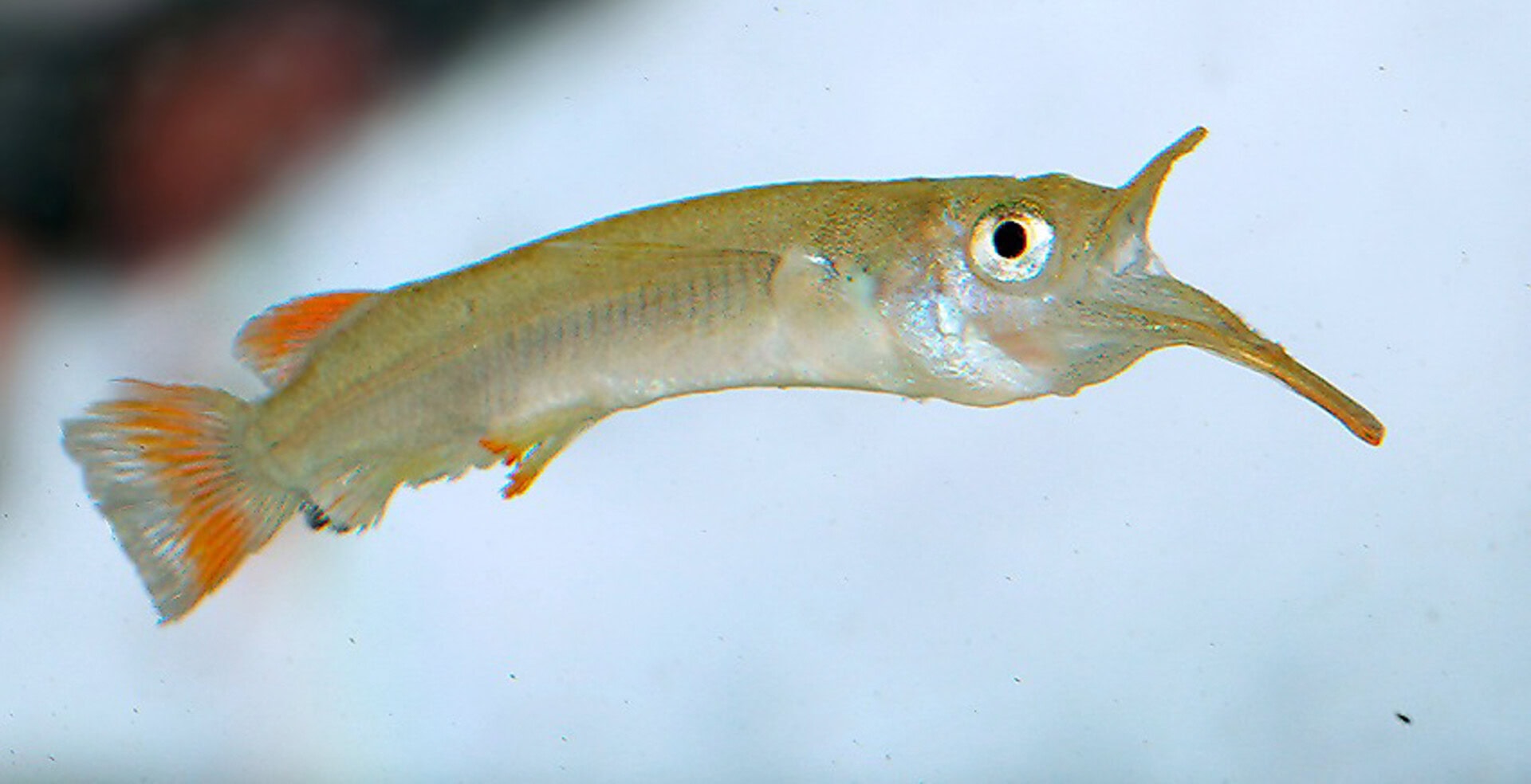 Nomorhamphus cf. kolonodalensis