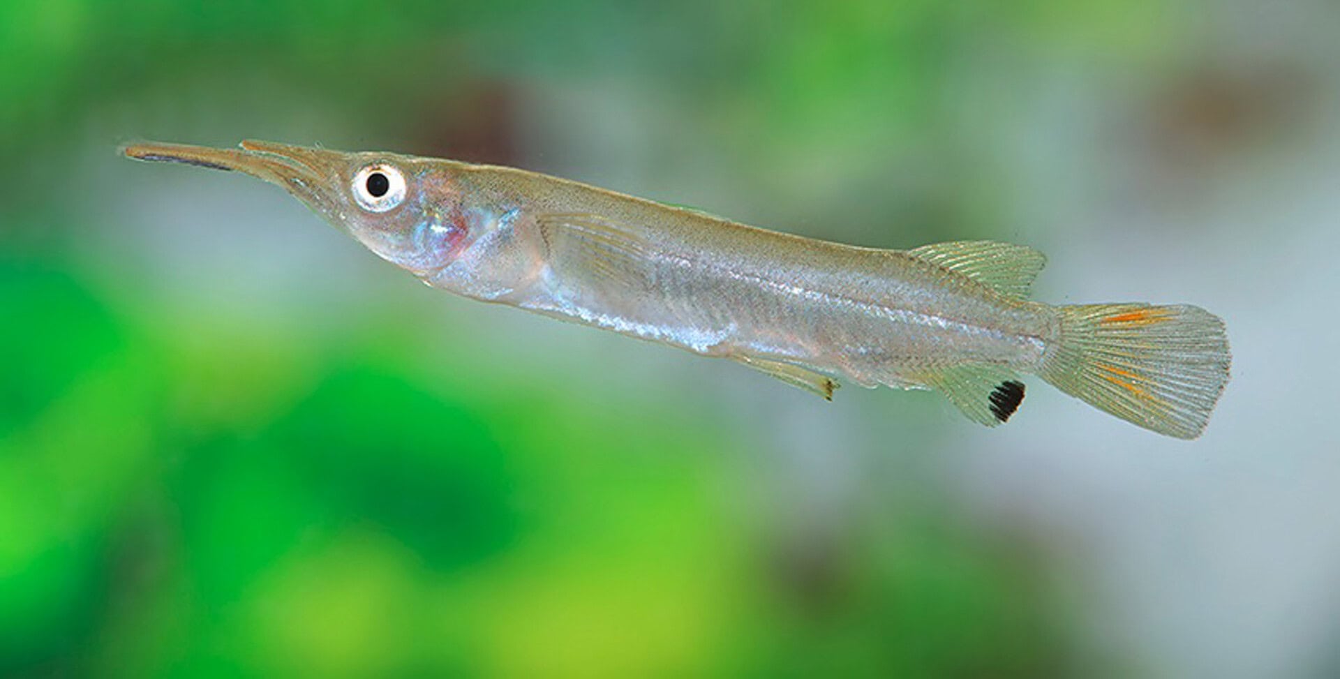 Nomorhamphus cf. kolonodalensis