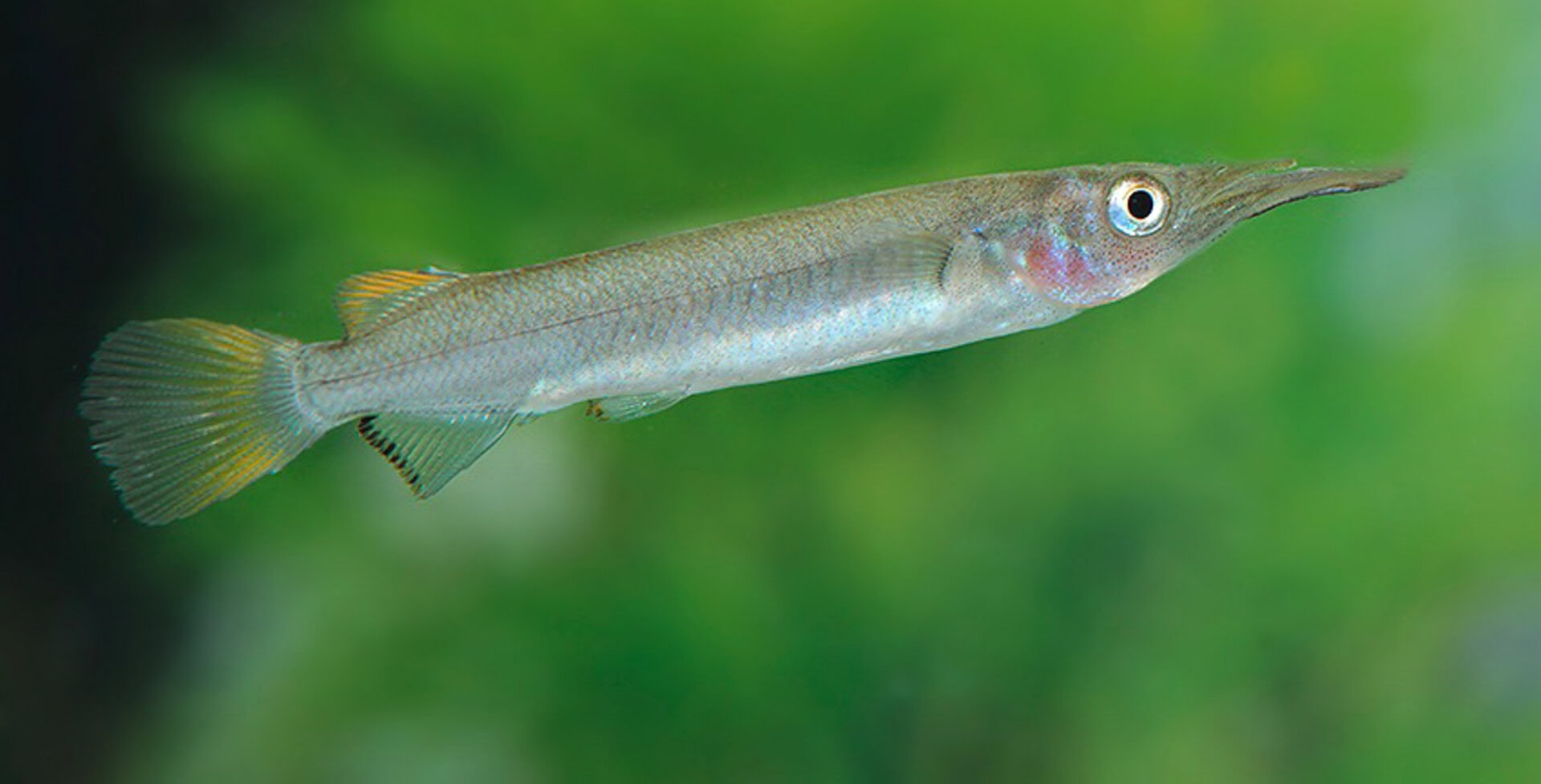 Nomorhamphus cf. kolonodalensis