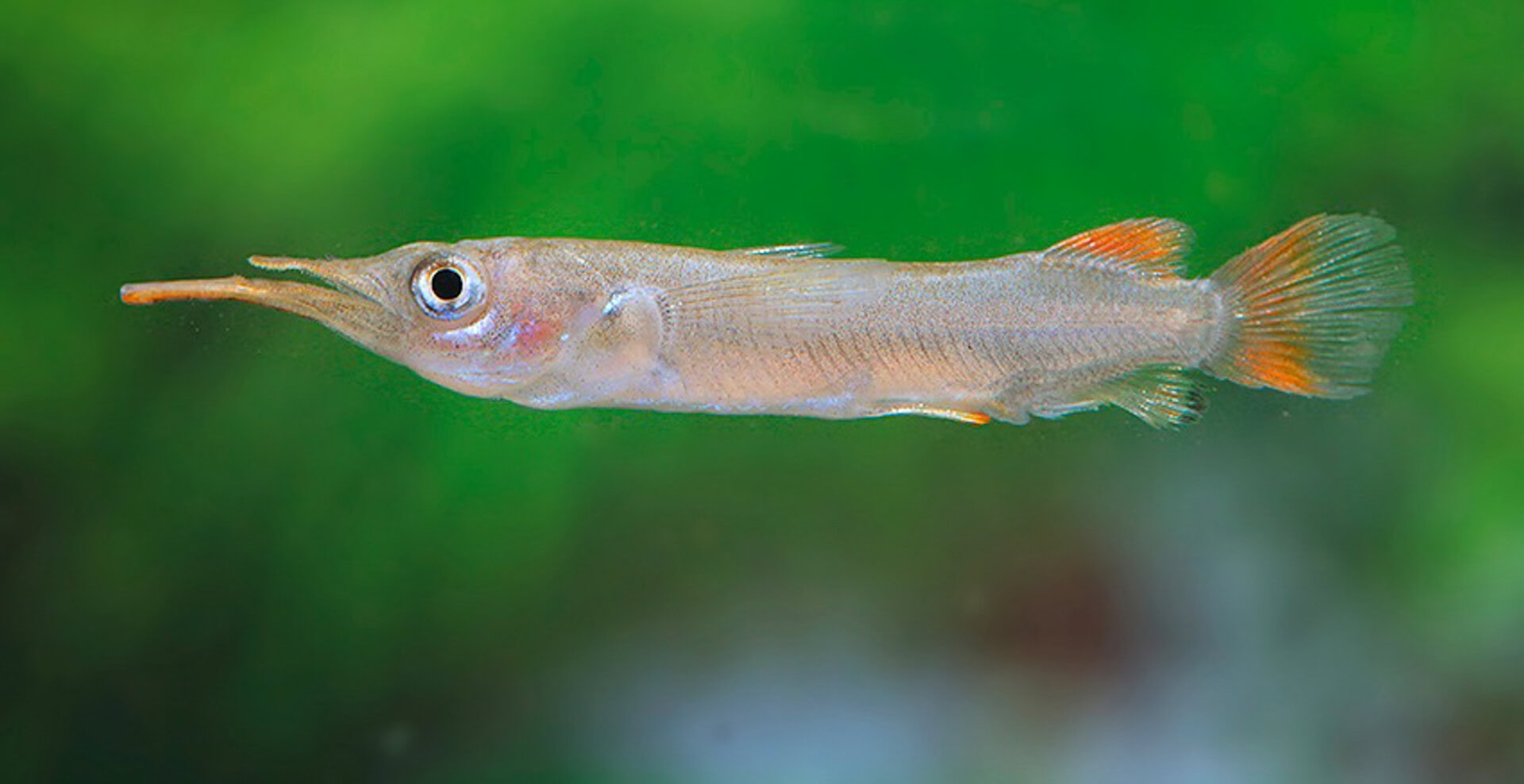 Nomorhamphus cf. kolonodalensis