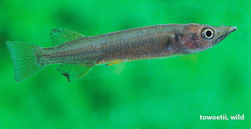 Nomorhamphus towoetii