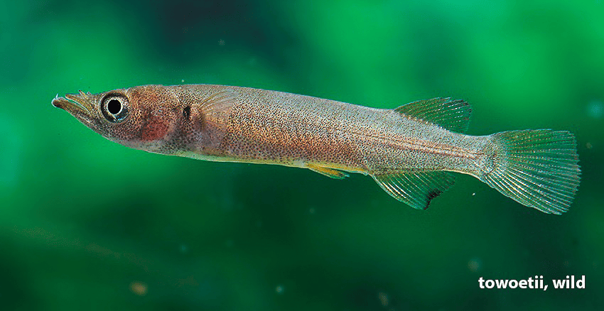 Nomorhamphus towoetii
