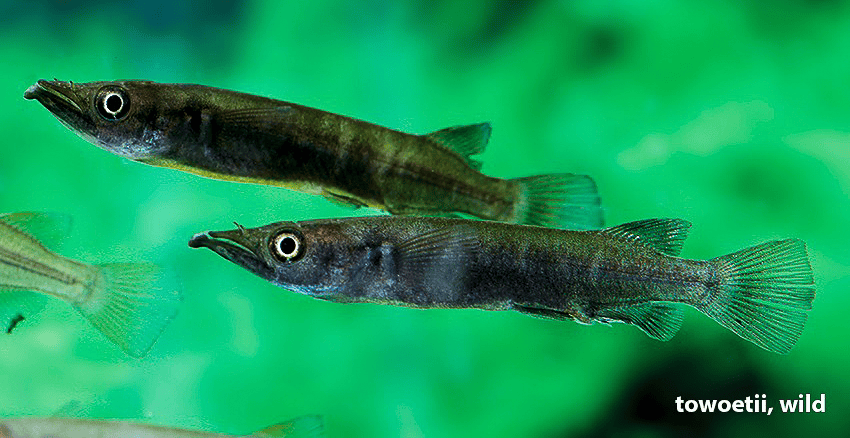 Nomorhamphus towoetii