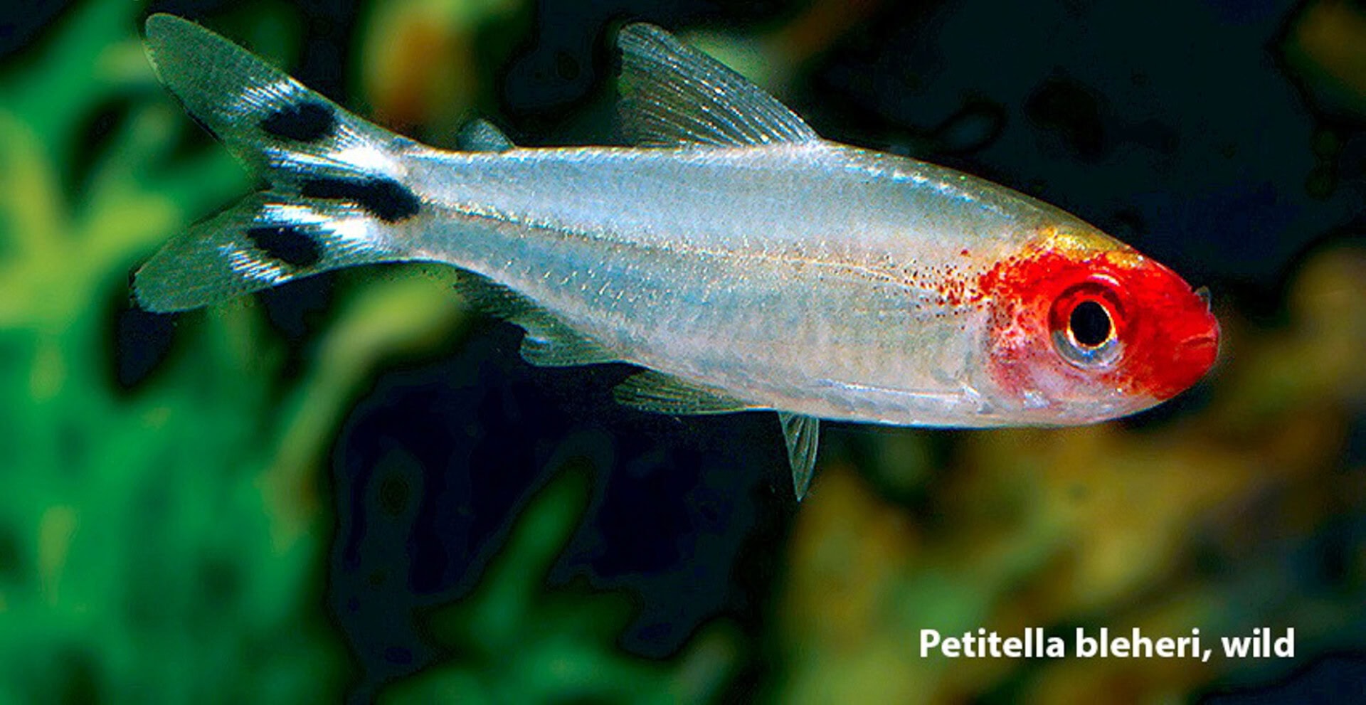 Petitella georgiae