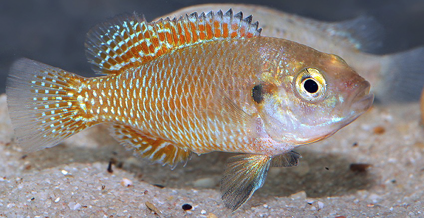 Pseudocrenilabrus multicolor