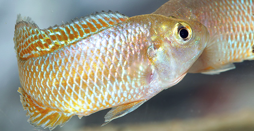 Pseudocrenilabrus multicolor