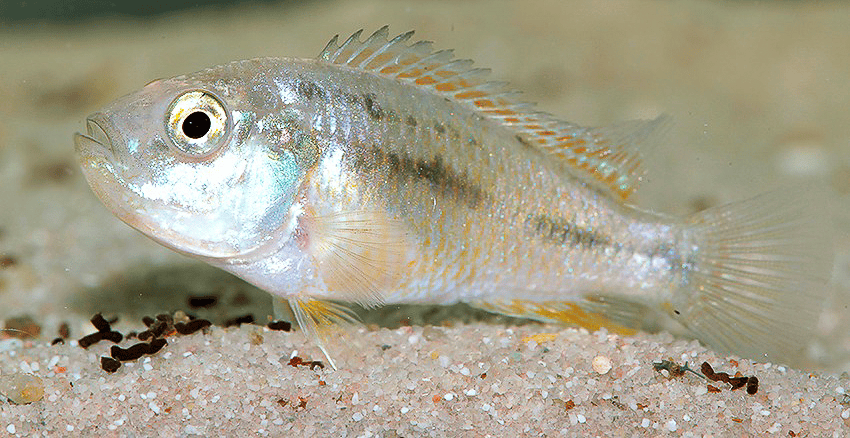 Pseudocrenilabrus multicolor