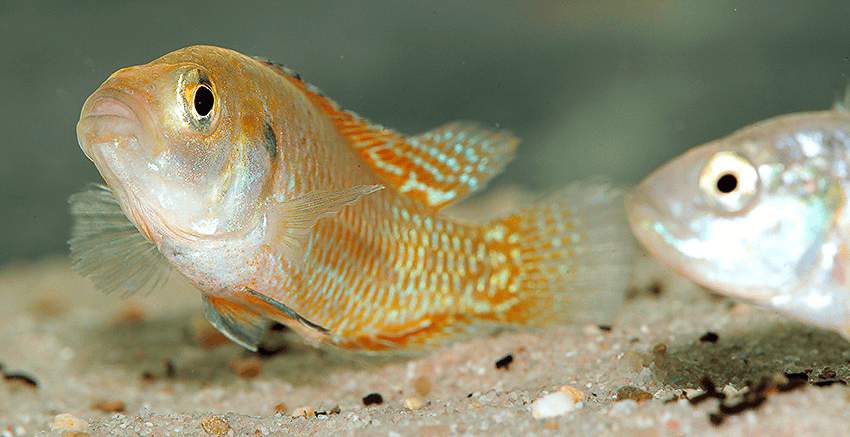 Pseudocrenilabrus multicolor