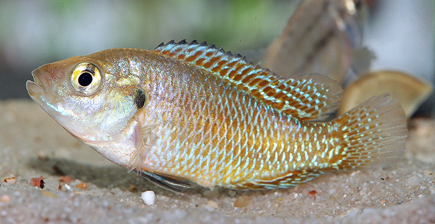 Pseudocrenilabrus multicolor