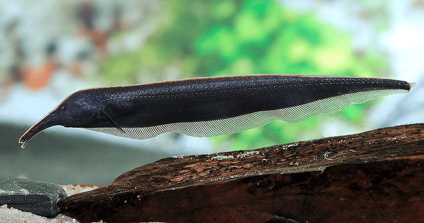 Sternarchorhynchus mendesi