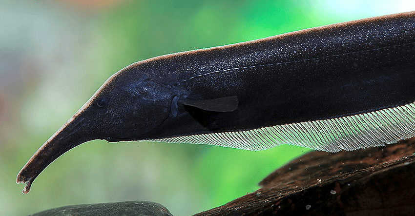 Sternarchorhynchus mendesi