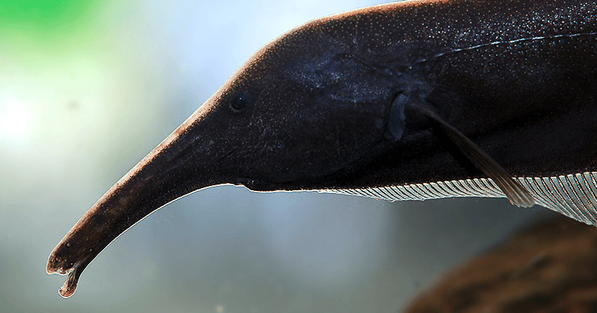 Sternarchorhynchus mendesi